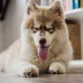 Some of the popular names of the year, i have listed below. 100 Cute Dog Names For Girl And Boy Dogs Littlethings Com