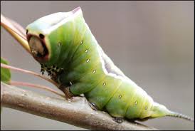 We did not find results for: Green Caterpillar Identification Guide 18 Common Types Owlcation