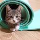 Winter Wonderland Family Cat Yoga (Ages 6+ with Ad... event in Fairfax, VA