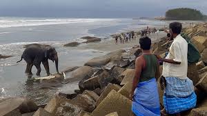 Bangladesh, officially the people's republic of bangladesh, is a country in south asia. Bangladesh Elephants Rescued After Fleeing Into Bay Of Bengal Bbc News