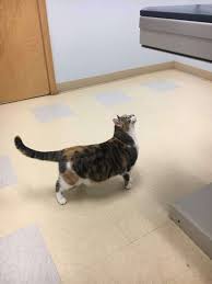 Pets over 5 months of age that have not been spayed or neutered are charged an additional $15 unaltered pet fee. Binford Pet Wellness Clinic 5868 E 71st St Suite P Indianapolis In 46220 Usa