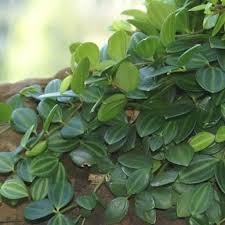 Image result for Duosperma quadrangulare