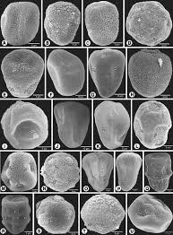 Image result for Courtoisina assimilis