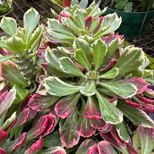 Image result for Euphorbia lividiflora