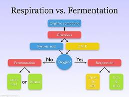 Image Result For Fermentation Vs Respiration Fermentation Cellular Respiration Microbiology