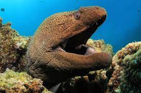 Moray eels are a group of approximately 200 species of fish. Moray Eel Facts And Beyond Biology Dictionary