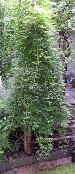 We did not find results for: Acer Palmatum Ryusen Weeping Japanese Maple Lake Hamilton Garden Center