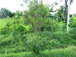 Namun, ada sesetengah orang yang sangat menggemari petai. Madisyak Blogspot Petai Belalang