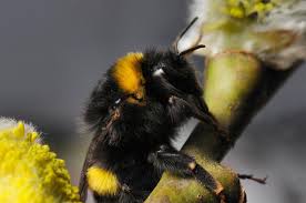 Image result for Bombus cryptarum