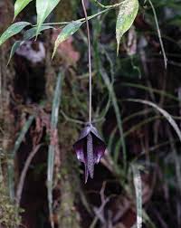 Image result for Ypsilopus liae