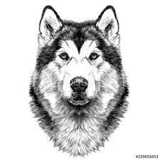 dog breed alaskan malamute head symmetry looks right sketch vector graphics black and white drawing buy this stock v dessin noir et blanc chien coloriage vengeurs