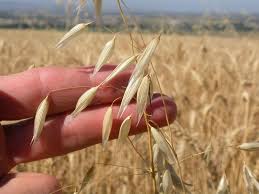 Image result for Avena byzantina