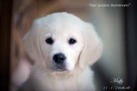 How much do golden retriever puppies cost? Puppies For Sale Nj Pa