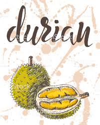Vector Illustration Hand Drawn Durian With Inscription On Watercolor Vector Illustration How To Draw Hands Free Vector Illustration