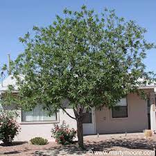 Sun Gardens Inc Plants Sun Garden Succulent Tree