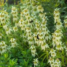 Image result for Lysimachia barbata