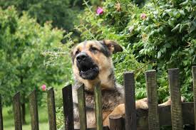 Hilfe Mein Hund Bellt 5 Tipps Gegen Haufiges Bellen