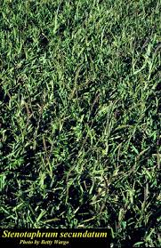 Image result for Stenotaphrum