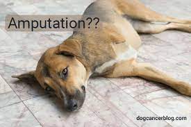 And others will continue to live comfortably for months on end. My Dog Has Osteosarcoma Should I Allow Amputation The Dog Cancer Vet Weighs In