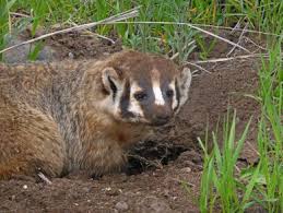 It occupies a variety of habitats and are most prevalent in the prairie and. American Badger Washington Department Of Fish Wildlife