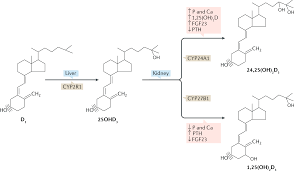 To get enough d, look to certain foods, supplements, and carefully planned sunlight. New Aspects Of Vitamin D Metabolism And Action Addressing The Skin As Source And Target Nature Reviews Endocrinology