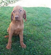 Image result for maďarský krátkosrstý ohař