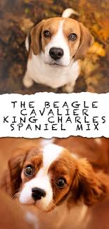 Meagle (miniature pinscher & beagle mix). Beaglier Dog The Cavalier King Charles Spaniel Beagle Mix Breed