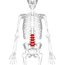 The backbone of dna is based on a repeated pattern of a sugar group and a phosphate group. Lumbar Vertebrae Wikipedia