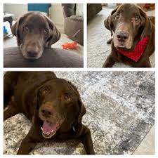 Dogs need space and exercise. Tributes Peaceful Pet Passage Mechanicsburg Pa