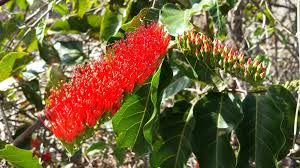 Image result for Combretum psidioides
