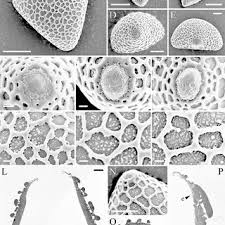 Image result for Faurea wentzeliana