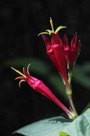 Image result for Loganiaceae