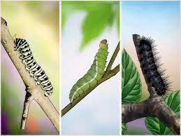 Caterpillars are soft, segmented larvae with distinct, harder head capsule with six legs in the front and fleshy false legs on rear segments. 3 Ways To Get Rid Of Caterpillars Wikihow