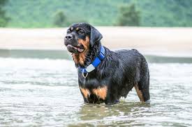 We did not find results for: 10 Best Rottweiler Rescues For Adoption 2021 Our Top 10 Picks