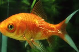 Red fish pink fish blue fish black fish freshwater fish big fish monster fish nano fish fish food important products drtim's products. Identifying Diseases And Deficiency Symptoms Before It S Too Late