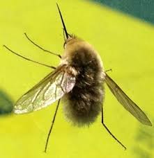 More images for bee like insect with long nose » Hovering Bee With Long Proboscis