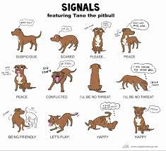 So how do you make a dog throw up if they have eaten something that can really hurt them? Tips On How To Make Two Dogs Become Friends