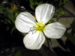 Image result for Oenothera tetraptera