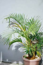 How To Grow And Care Areca Palm Balcony Garden Gardening Tips And Tricks