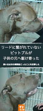 ある日の夜 飼い犬がピットブル犬をリードをつけずに散歩していたときのエピソードです 犬 ピットブルテリア ピットブル グレー ペット かわいい 散歩 エピソード 種類 イミシン ピットブル ピットブルテリア 犬