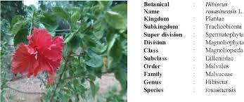 Image result for Hibiscus rostellatus