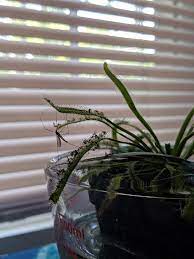 One of the most recent breakthroughs that is said to help repel a wide variety of pests is the ultrasonic this is a good product for broad pest control in and around the home. Buy Carnivorous Plants Instead Of Solely Using Insect Repellents Lifehacks
