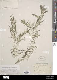 Image result for Ceratophyllum muricatum