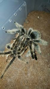Brachypelma Albopilosum Nicaragua Spider Tarantula Insects
