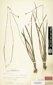 Image result for Chassalia umbraticola