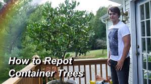 It can easily be grown indoors as well as outdoors. Pin On Veggie Garden And Fruits