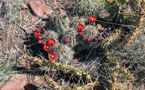 Did you know that cacti can bloom? Blooming Cactus Santa Fe Footprints