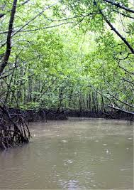 Image result for Rhizophoraceae