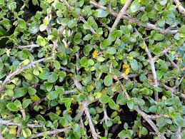 Ein blickfang, der seinesgleichen sucht! Phil Bendle Collection Trees New Zealand Native Coprosma Hybrids Cultivars With Photos Citscihub