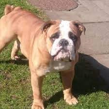 The victorian bulldog is a stout dog weighing 55 to 75 pounds, it stands at a height of about 19 inches. Victorian Bulldog Information Appearance Characteristics And Pictures Victorian Bulldog Bulldog Meme Bulldog Puppies